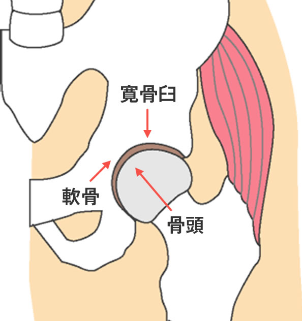 図1:股関節の構造