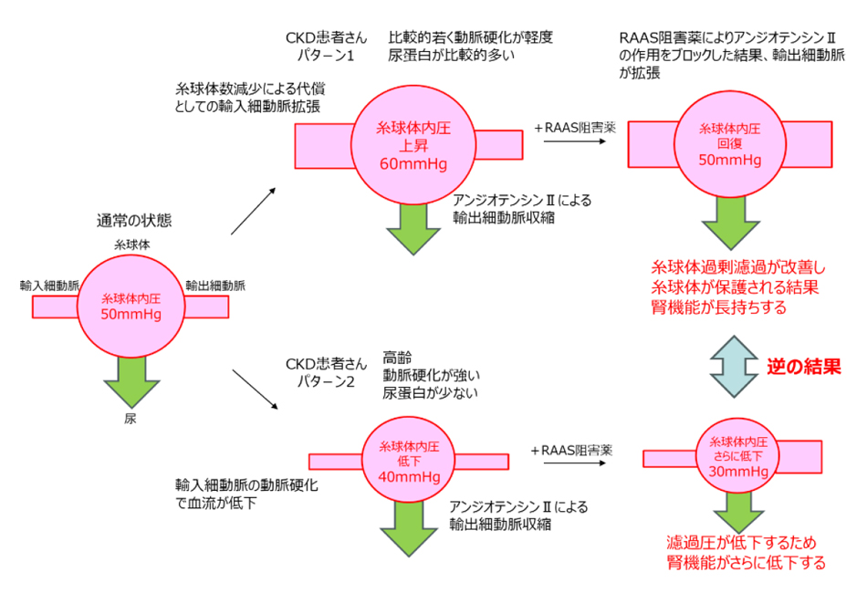 図8. CKD患者さんへのRAAS阻害薬使用時の注意点 (著者作成)