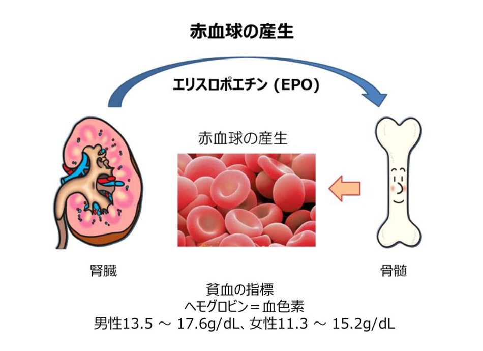 図11.赤血球が作られるしくみ (著者作成、イラストは中外製薬イラスト集より引用)