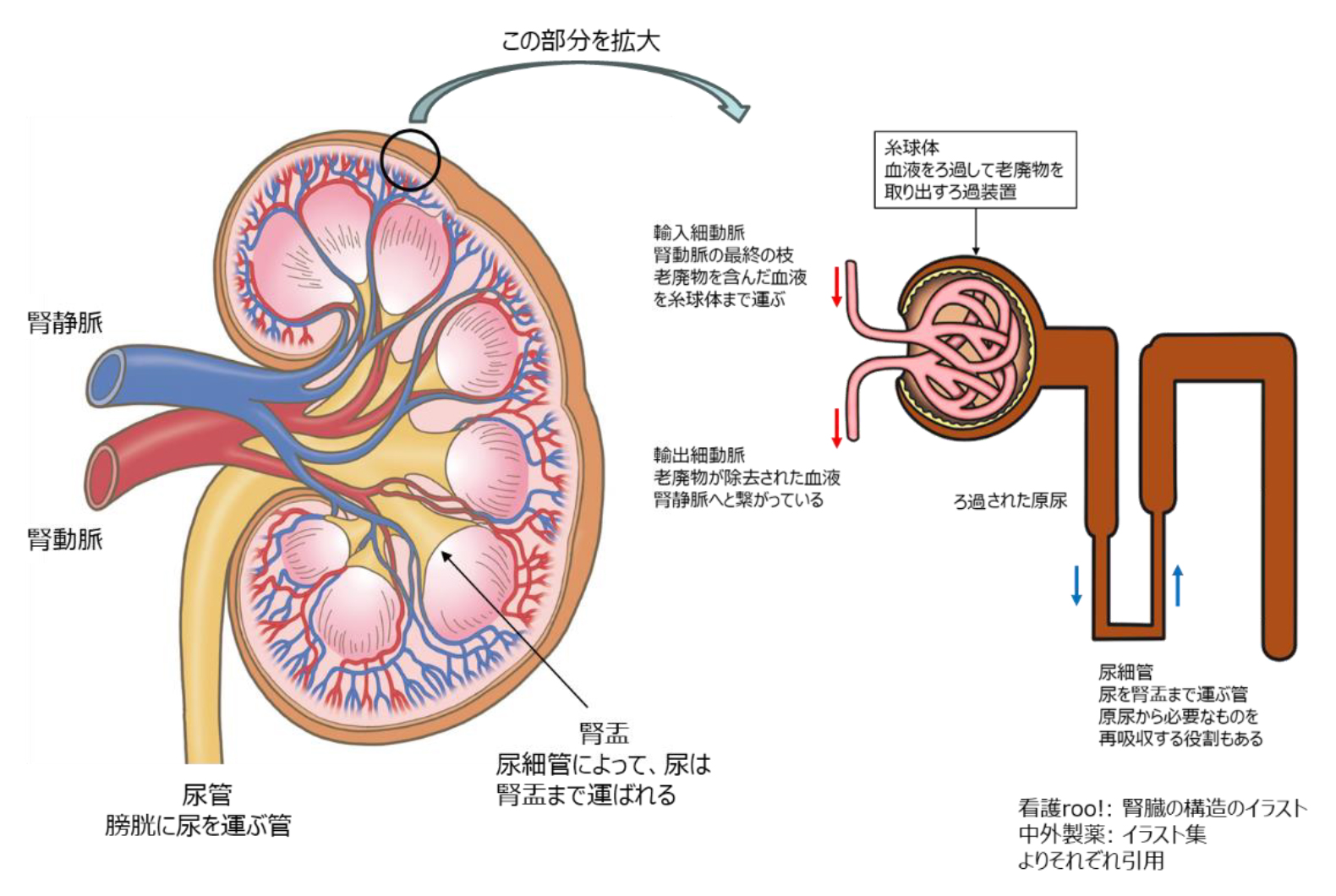 図1.腎臓の構造