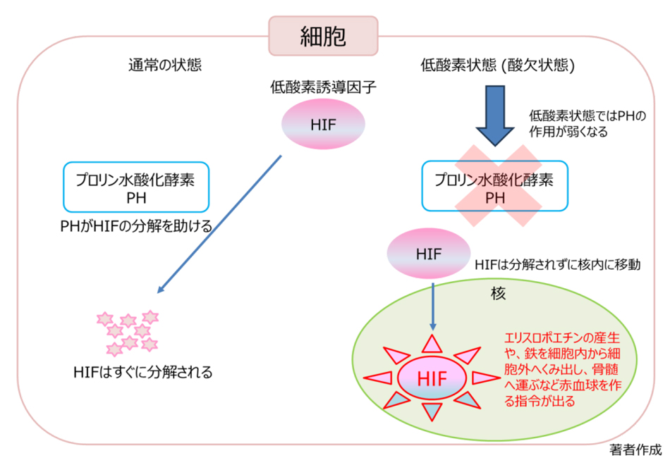 図5. 低酸素誘導因子 (HIF)とプロリン水酸化酵素 (PH)による低酸素状態への対応