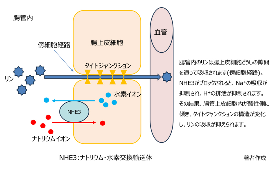 図6. 腸管における傍細胞経路からのリンの吸収